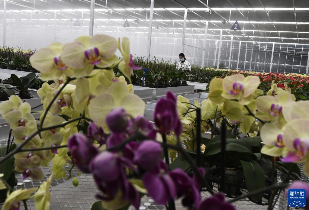甘肅和政:智慧農業助力花卉產業升級