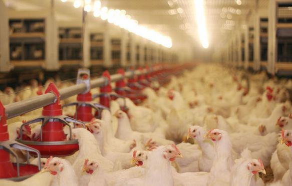 物聯網技術:物聯網技術在農業中的應用