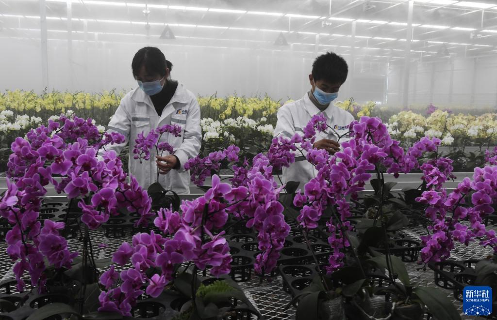 甘肅和政:智慧農業助力花卉產業升級