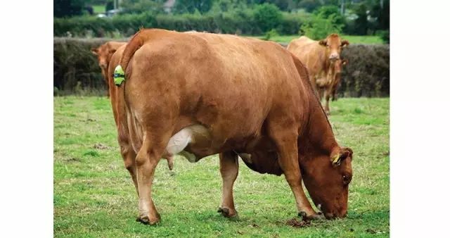 奶牛戴上VR眼鏡仿佛回到草原，產奶都能多產5升！畜牧元宇宙來了？