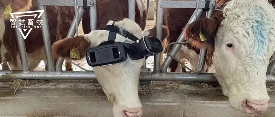 奶牛戴上VR眼鏡仿佛回到草原，產奶都能多產5升！畜牧元宇宙來了？