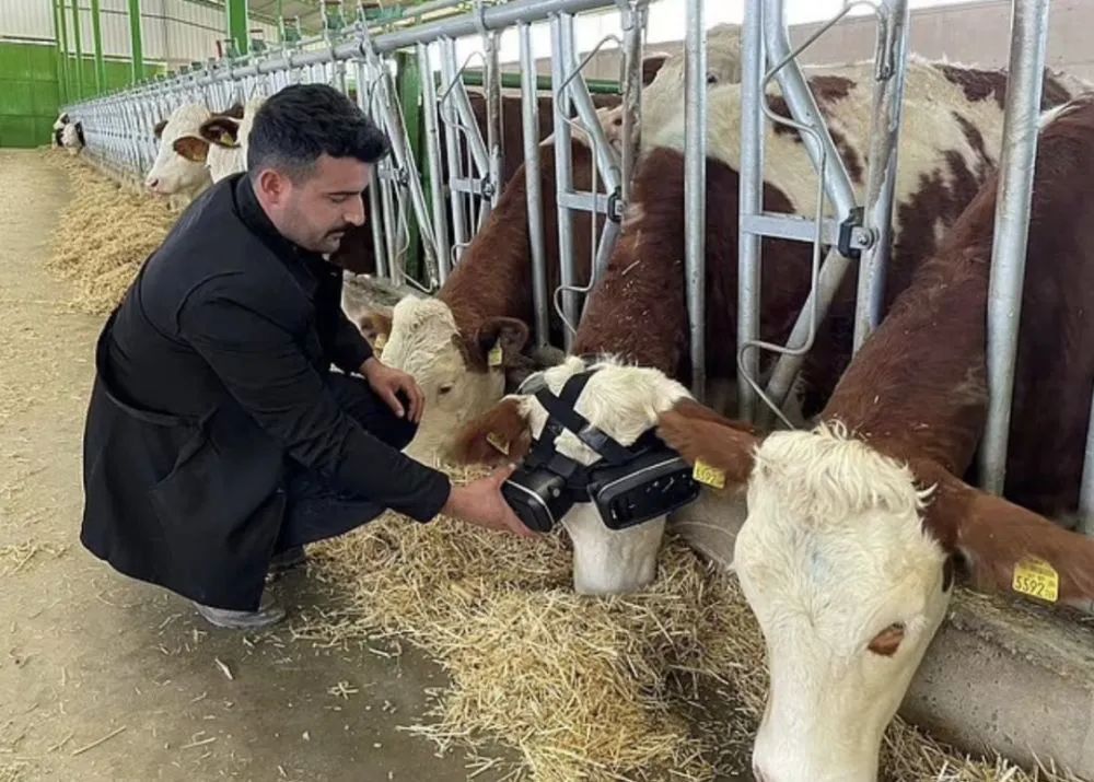 奶牛戴上VR眼鏡仿佛回到草原，產奶都能多產5升！畜牧元宇宙來了？