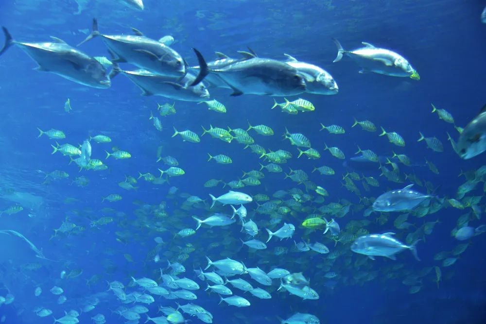 工業互聯網4年跨越式發展，誰成了這片海域的“巨鯨”？