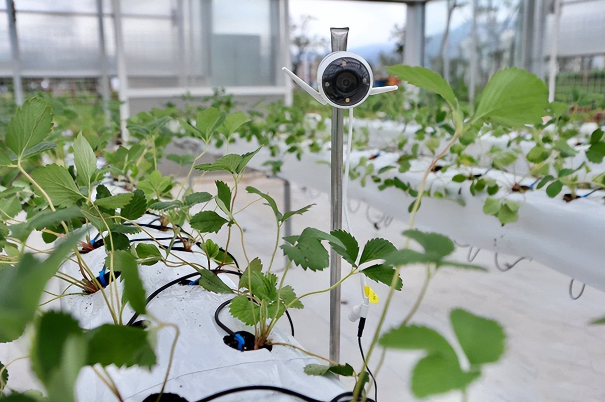 物聯網解決方案:智能農業大棚花卉綠植種植檢測系統