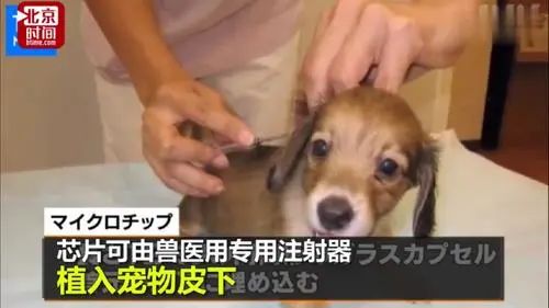 6月1日起!日本強制給貓狗植入芯片,“動物聯網”先來了