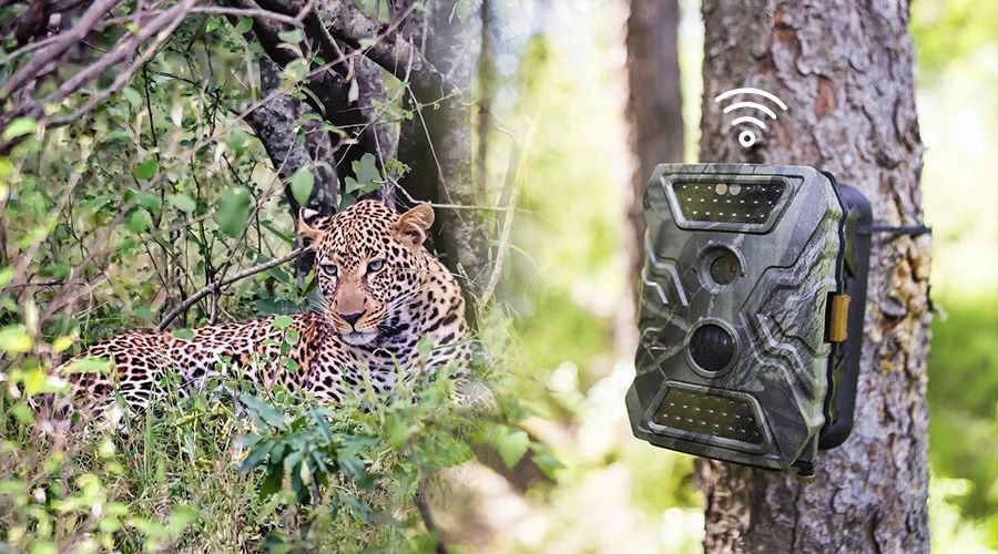 用物聯網技術促進人與自然和諧共生