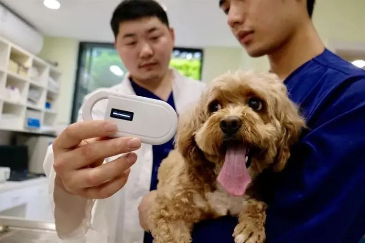 6月1日起!日本強制給貓狗植入芯片,“動物聯網”先來了