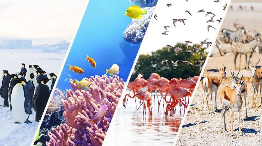 用物聯網技術促進人與自然和諧共生