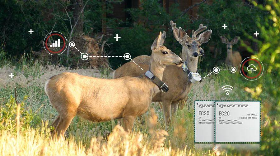 獸用項圈 獸用項圈