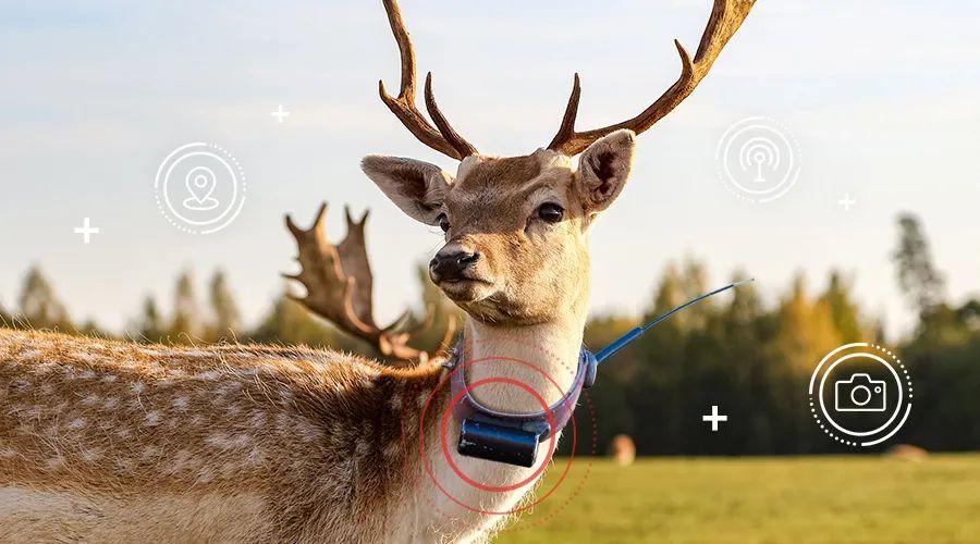 獸用項圈 獸用項圈