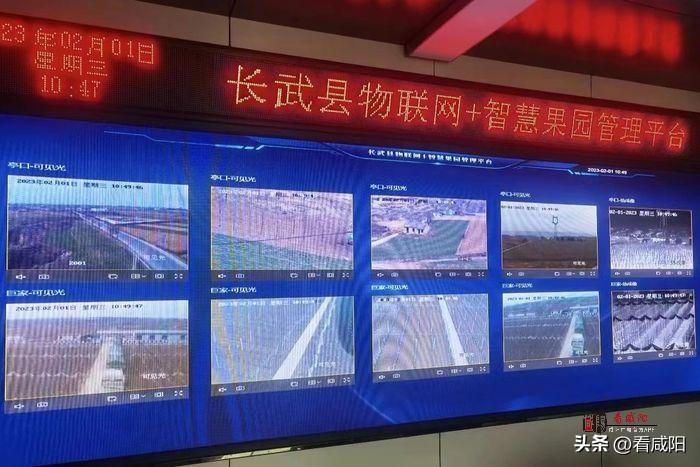 物聯網+智慧農業 推進長武縣數字農業建設高質量發展 物聯網+智慧農業 推進長武縣數字農業建設高質量發展