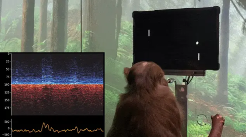 馬斯克 Neuralink 腦機接口公司被控虐猴：猴子經歷了極端痛苦