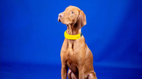 Invoxi智能項圈就像是寵物狗的Apple Watch